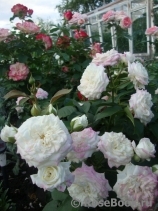 Alabaster Alabaster
