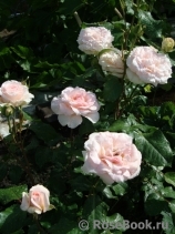 Johann Strauss Johann Strauss