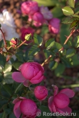 Pomponella Pomponella