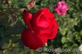 Grande Amore Grande Amore