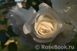 Uetersener Klosterrose Uetersener Klosterrose