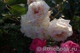Aspirin Rose Aspirin Rose