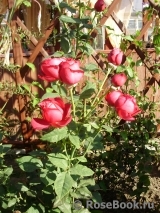 Johann Wolfgang von Goethe Rose® Johann Wolfgang von Goethe Rose®