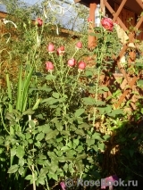 Johann Wolfgang von Goethe Rose® Johann Wolfgang von Goethe Rose®