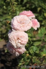 Mariatheresia Mariatheresia