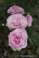Lavender Ice Lavender Ice