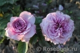 Lavender Ice Lavender Ice