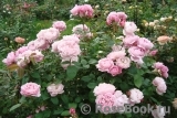 Mary Rose Mary Rose