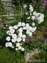 Aspirin Rose Aspirin Rose