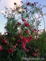 Excelsa Excelsa