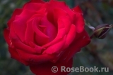 Grande Amore Grande Amore