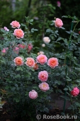 Lady of Shalott Lady of Shalott
