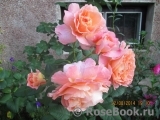 Augusta Luise Augusta Luise