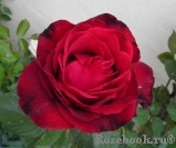 Perle Noire Perle Noire