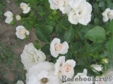 Aspirin Rose Aspirin Rose