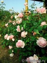 The Wedgwood Rose The Wedgwood Rose