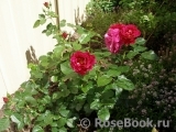 Adam's Rose Adam's Rose