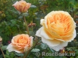 Crown Princess Margareta® Crown Princess Margareta®