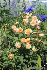 Crown Princess Margareta® Crown Princess Margareta®