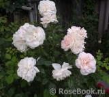 Lions Rose Lions Rose