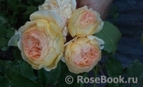 Crown Princess Margareta® Crown Princess Margareta®