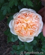 Crown Princess Margareta® Crown Princess Margareta®