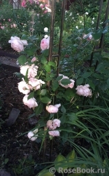 The Wedgwood Rose The Wedgwood Rose