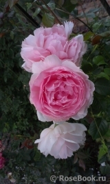 The Wedgwood Rose The Wedgwood Rose