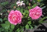 Jubilee Celebration® Jubilee Celebration®