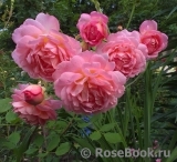 Jubilee Celebration® Jubilee Celebration®