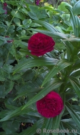 Falstaff® Falstaff®