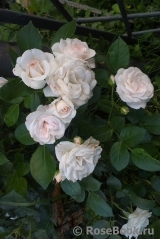 Aspirin Rose Aspirin Rose