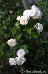 Aspirin Rose Aspirin Rose