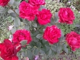 Red Intuition Red Intuition