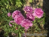 Heidi Klum Rose Heidi Klum Rose