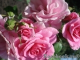 Morden Belle