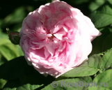 Maiden's Blush Maiden's Blush