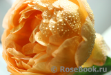 Golden Celebration® Golden Celebration®