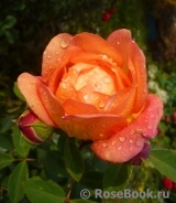 Lady of Shalott Lady of Shalott