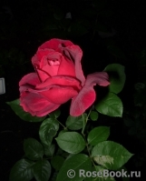 Notturno ® Notturno ®