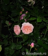 Sangerhauser Jubilaumsrose Sangerhauser Jubilaumsrose