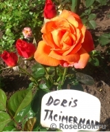 Doris Tysterman Doris Tysterman