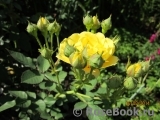 Golden Border Golden Border
