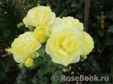 Golden Border Golden Border
