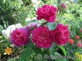 Princess Anne Princess Anne