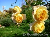 Crown Princess Margareta® Crown Princess Margareta®