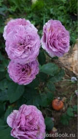 Lavender Ice Lavender Ice