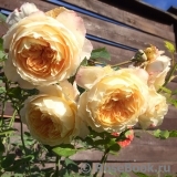 Crown Princess Margareta® Crown Princess Margareta®