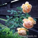 Lady of Shalott Lady of Shalott
