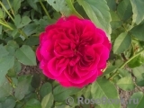 Darcey Bussell Darcey Bussell